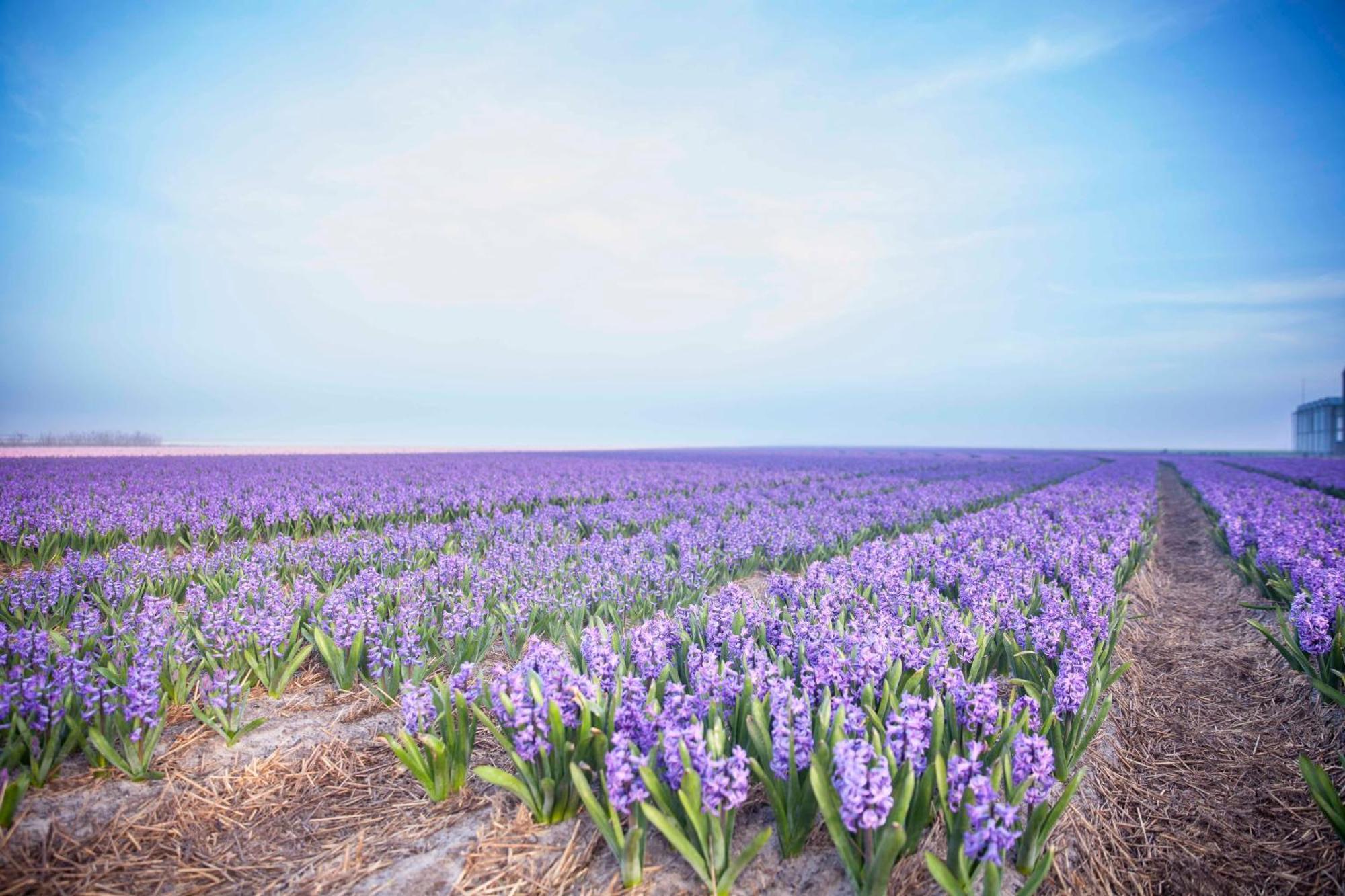 Vakantiehuisje Pluim 4 Personen - Zeezand Recreatie Stolpen Exteriér fotografie